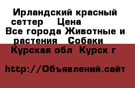 Ирландский красный сеттер. › Цена ­ 30 000 - Все города Животные и растения » Собаки   . Курская обл.,Курск г.